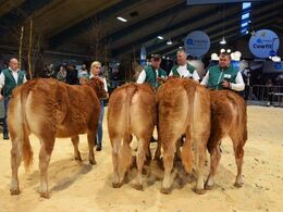 Kvier 8-10 mdr. Fløj til Gulleruplund Valence fra Gulleruplund Limousine