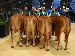 Kvier 10-12 mdr. Fløj og ærespræmie til Stenbjerg Upsala p fra Jens Thaysen