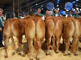 Kvier 12-14 mdr. Første 4 af 9 kvier i holdet. Fløj, ærespræmie, bedste yngre kvie og bedste hundyr til Grunnet Unika fra Søren Grunnet. Nr 2 i holdet, Kloster Unika ærespræmie