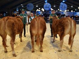 Kvier 14-16 mdr. Fløj til Damgaard Udda fra Damgaard Limousine