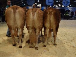 Kvier 21-24 mdr. Fløj, ærespræmie og bedste ældre kvie Birkely Union fra Jakob Ravn