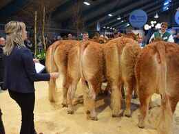 3 kvier til venstre: Kvier 24-27 mdr. Fløj kvie nr 2 fra højre: Gulleruplund Doffee, fløj og ærespræmie fra Gulleruplund Limousine. Kvie yderst til højre: Kvier 27-30 mdr. Randers Tornerose fra Matias Ebbesen