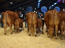 Eneste hold køer med kalv: Fløj, ærespræmie og bedste ko til Engkjær OMG1 fra Per Laursen