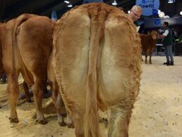 Køer uden kalv: Fløj til Egs Saga fra Esben Knudsen