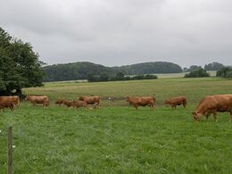Udsnit af besætningen, som i dagens anledning fik nyt græs tæt ved ejendommen