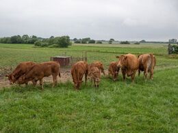 Kalve i varierende alder/størrelse sammen med et par af køerne