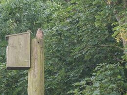 Tårnfalkene holdt øje med de besøgende fra deres redekasse på pæl nær ejendommen