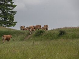 Limousinerne ville desværre ikke ses på – de forlod stedet til fordel for de mere ugenerede græsarealer