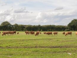 Koflokken på Vejlmose Limousine før de australske gæster ankommer