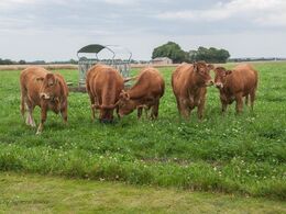 Her er løbekvierne efter Engkjaer Get It. Gæsterne var meget imponerede af Get It’s afkom.