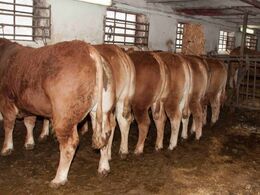 Udvalgte dyr var bundet op, så de besøgende kunne se deres velformede bagdele