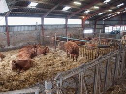 Vue over den ”gamle” løsdriftsdel af stalden