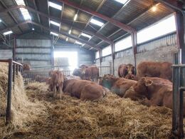 Den ”gamle” løsdriftsdel fra en lidt anden vinkel. Dyrene tager ikke notits af de mange besøgende.