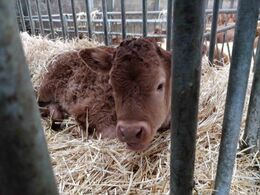 Åbent hus ved Bjørn og Lise Rasmussen, Fuglebjerg i område Øst. Lige ved indgangen til stalden ligger kælekalven og holder øje