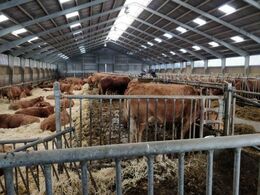 Der er 61 køer plus opdræt i besætningen