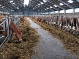 stalden rummer desuden 26 øer og 23 ungdyr i kohotel