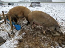 Frilandsgrise i den kolde sne er der også plads til på gården