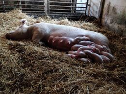 3 dage gamle pattegrise i den lune stald