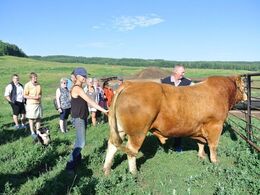 Tyren Braveheart hos Diamond C Ranch