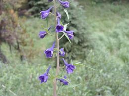 Canadisk vild blomst