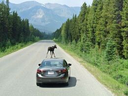 En ung elg på vejen