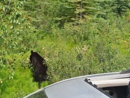 Bjørn. Vi så i alt 8 bjørne på turen