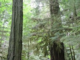 Kæmpe cedertræ i Cathedral Grove, Vancouver Island