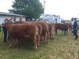 Ærespræmie konkurrence