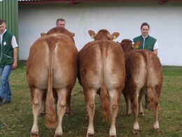Besætnings gruppe fra Krogens Limousine