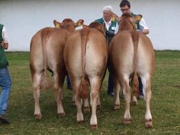 Besætnings gruppe fra Halvæble Limousien. gruppen der vandt