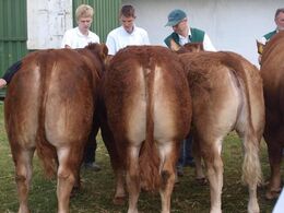 Besætnings gruppe fra Humlegårdens Limousine