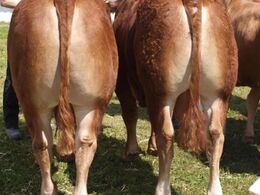 Par fra Humlegårdens Limousine