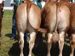 Par fra Halvæble limousine