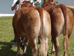 Et par mere fra Humlegårdens Limousine