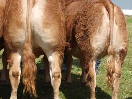 Par fra Krogens Limousine. Parret der vandt