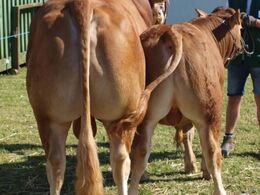 2 hold tyre. den store. 2-3 år. Mosegårdens Hot Shot 23 point og ærespræmie. den lille. 6-12 måneder. Skovlyst Kalle 23 point.