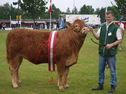 Interbreed Vinder for hundyr over 18 måneder. Krogens Ideal fra Krogens Limousine