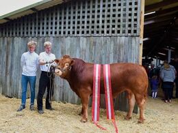 24 point og ærespræmie, bedste yngre tyr, bedste handyr, og Interbreed vinder