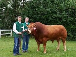 Mosegårdens Hot Shot. 23 point og ærespræmie og bedste ældre tyr. 2 plads i Interbreed for hardyr over 18 måneder