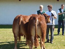 Tyre 1-2 år. fløj til Humlegården Iwar. 23 point og ærespræmie