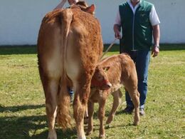 køer under 3 år med kalv. Krogens Happyday 22 point