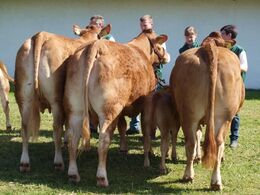 Køer 3-4 år. fløj til Grunnet High Class 23 point og ærespræmie