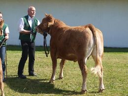 Store kvier. her en kvie fra Vestergård Limousine 22 point