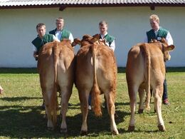 kvier fra 11/2 - 2 år. fløjen står i midten. krogens Ideal 24 point og ærespræmie.