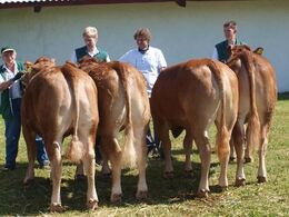 Kvier. fløj til Halvæble Kleopatra.