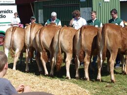 Kvier. Fløj til Halvæble Kristel, bedste yngre kvie.