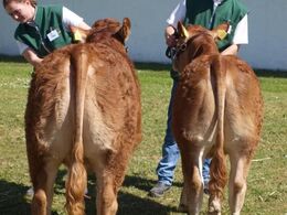Kvier. Fløj til Krogens Klokkeblomst 23 point.