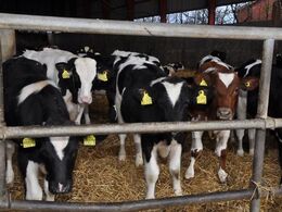 Efter hyttetiden sættes kalvene sammen i lidt større hold – her i en tom plansilo