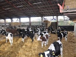 Efterhånden rykker kalvene ind i de egentlige stalde – til at begynde med stadig på dybstrøelse