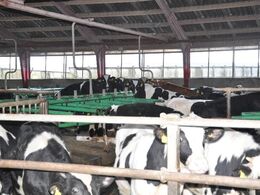 Sengebåse indrettet med Cow welfare bøjler